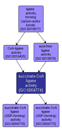 GO:0004774 - succinate-CoA ligase activity (interactive image map)