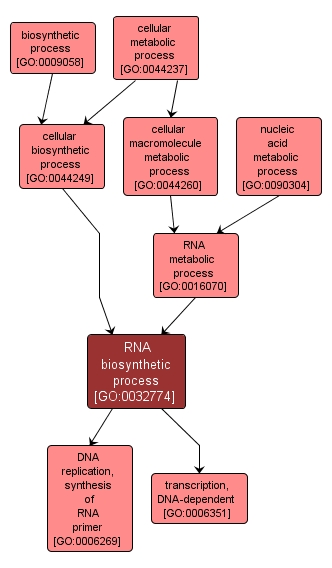 GO:0032774 - RNA biosynthetic process (interactive image map)