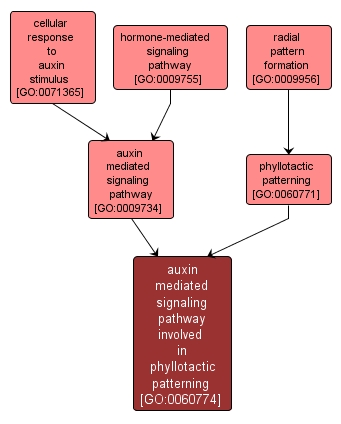 GO:0060774 - auxin mediated signaling pathway involved in phyllotactic patterning (interactive image map)