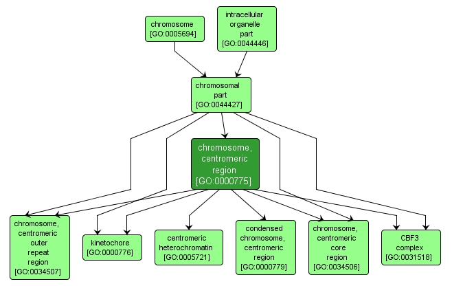 GO:0000775 - chromosome, centromeric region (interactive image map)