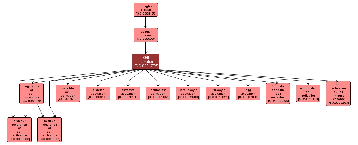 GO:0001775 - cell activation (interactive image map)