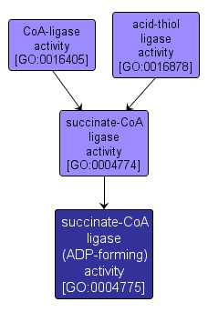 GO:0004775 - succinate-CoA ligase (ADP-forming) activity (interactive image map)
