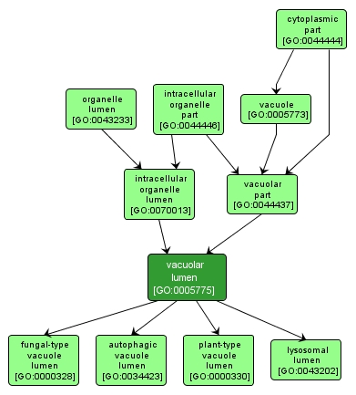 GO:0005775 - vacuolar lumen (interactive image map)