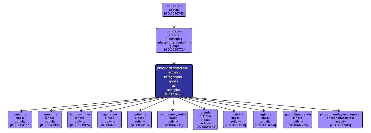 GO:0016775 - phosphotransferase activity, nitrogenous group as acceptor (interactive image map)
