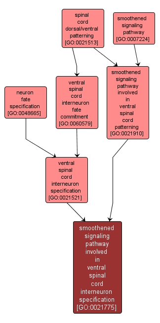 GO:0021775 - smoothened signaling pathway involved in ventral spinal cord interneuron specification (interactive image map)