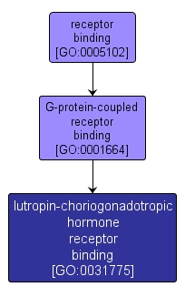 GO:0031775 - lutropin-choriogonadotropic hormone receptor binding (interactive image map)