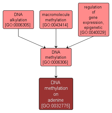 GO:0032775 - DNA methylation on adenine (interactive image map)