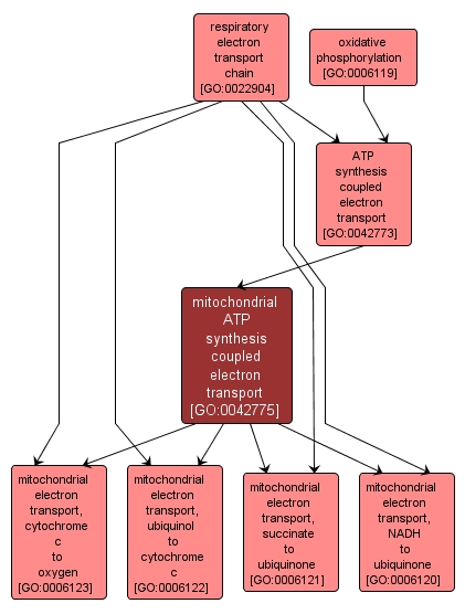 GO:0042775 - mitochondrial ATP synthesis coupled electron transport (interactive image map)