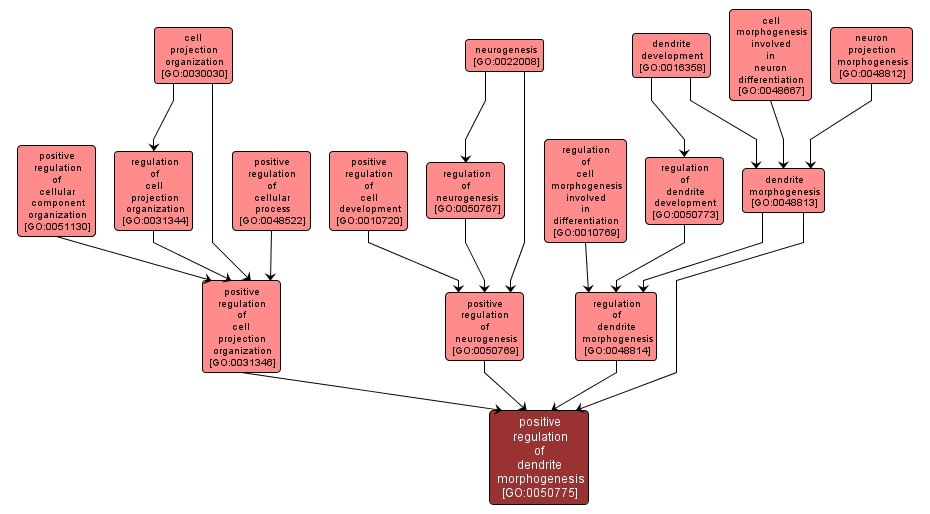 GO:0050775 - positive regulation of dendrite morphogenesis (interactive image map)