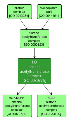 GO:0070775 - H3 histone acetyltransferase complex (interactive image map)