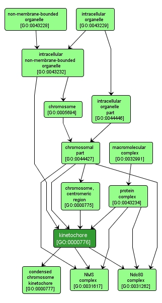 GO:0000776 - kinetochore (interactive image map)