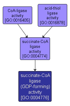 GO:0004776 - succinate-CoA ligase (GDP-forming) activity (interactive image map)