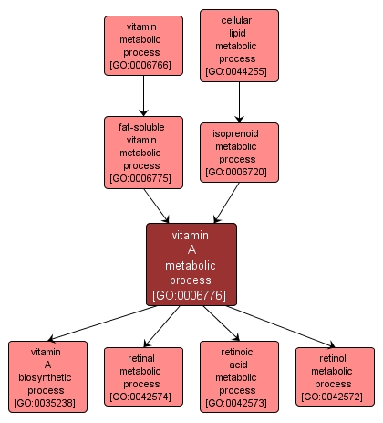 GO:0006776 - vitamin A metabolic process (interactive image map)