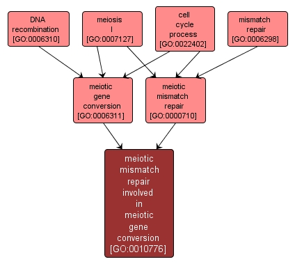 GO:0010776 - meiotic mismatch repair involved in meiotic gene conversion (interactive image map)