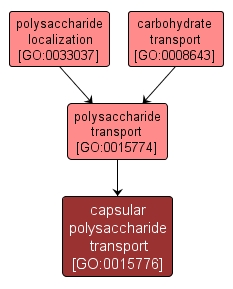GO:0015776 - capsular polysaccharide transport (interactive image map)