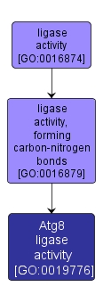 GO:0019776 - Atg8 ligase activity (interactive image map)