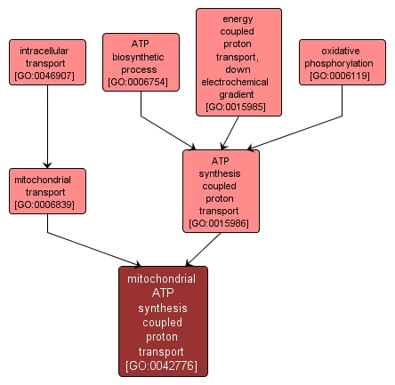 GO:0042776 - mitochondrial ATP synthesis coupled proton transport (interactive image map)