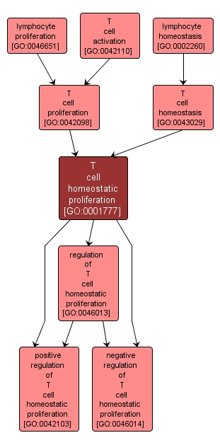 GO:0001777 - T cell homeostatic proliferation (interactive image map)