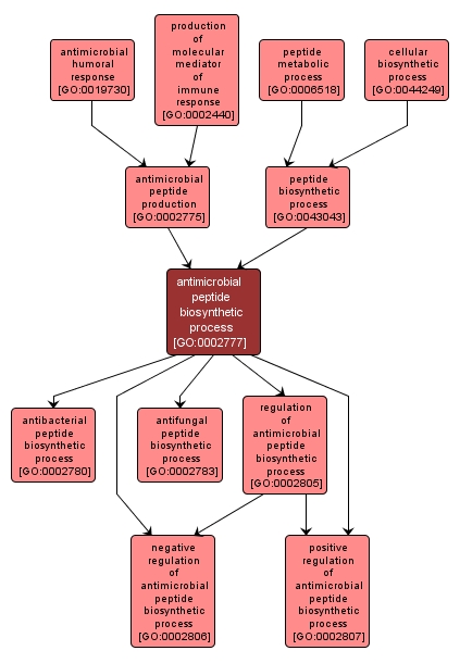 GO:0002777 - antimicrobial peptide biosynthetic process (interactive image map)