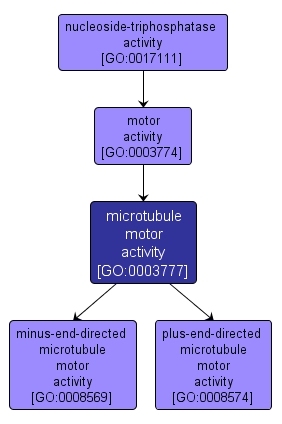 GO:0003777 - microtubule motor activity (interactive image map)