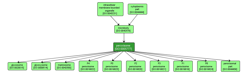 GO:0005777 - peroxisome (interactive image map)