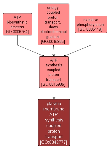GO:0042777 - plasma membrane ATP synthesis coupled proton transport (interactive image map)