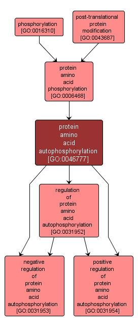 GO:0046777 - protein amino acid autophosphorylation (interactive image map)