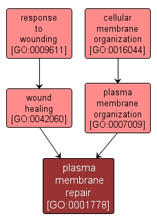 GO:0001778 - plasma membrane repair (interactive image map)