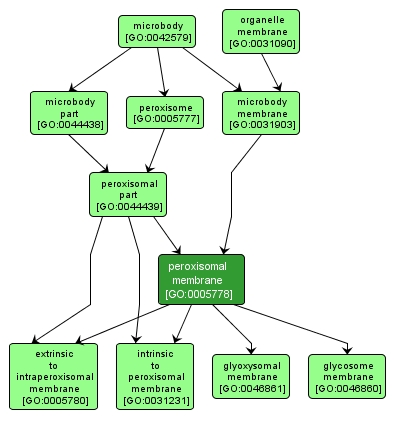 GO:0005778 - peroxisomal membrane (interactive image map)