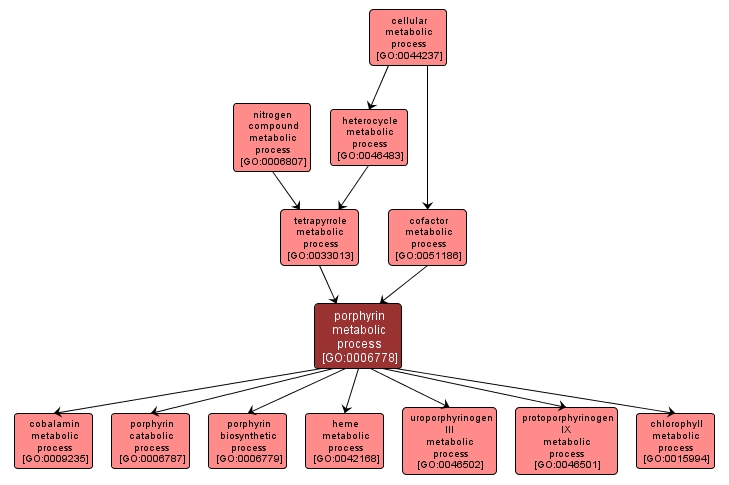 GO:0006778 - porphyrin metabolic process (interactive image map)