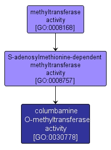 GO:0030778 - columbamine O-methyltransferase activity (interactive image map)