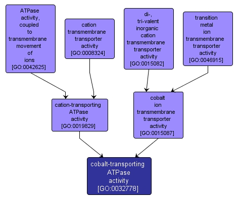 GO:0032778 - cobalt-transporting ATPase activity (interactive image map)