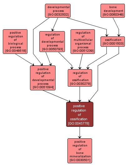 GO:0045778 - positive regulation of ossification (interactive image map)