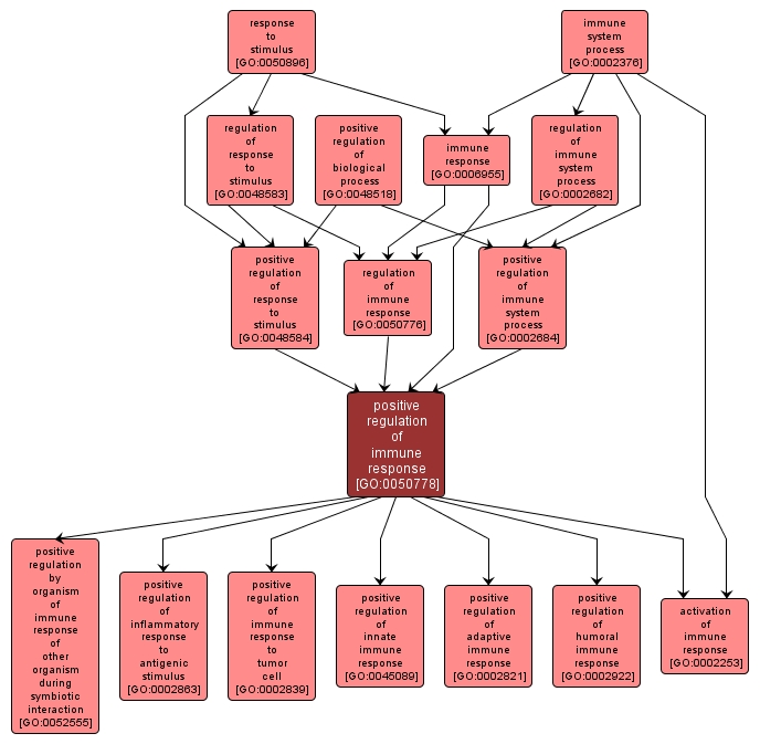 GO:0050778 - positive regulation of immune response (interactive image map)