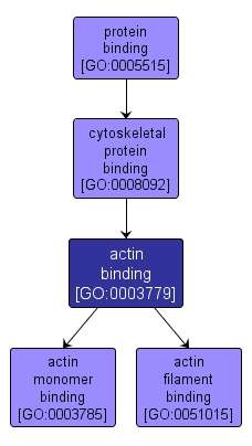 GO:0003779 - actin binding (interactive image map)