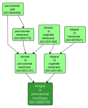 GO:0005779 - integral to peroxisomal membrane (interactive image map)