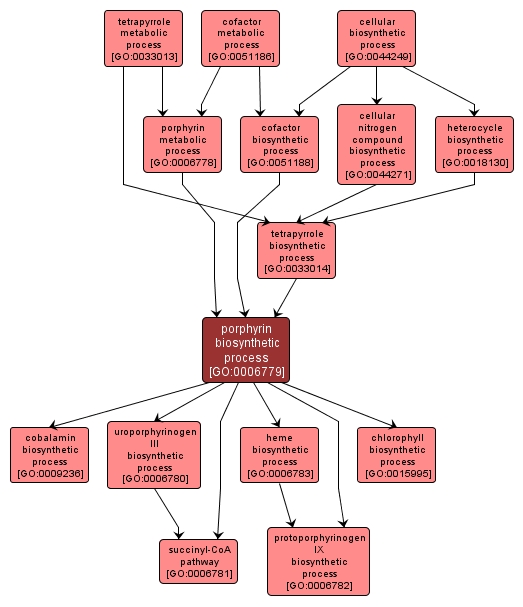 GO:0006779 - porphyrin biosynthetic process (interactive image map)