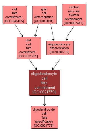 GO:0021779 - oligodendrocyte cell fate commitment (interactive image map)