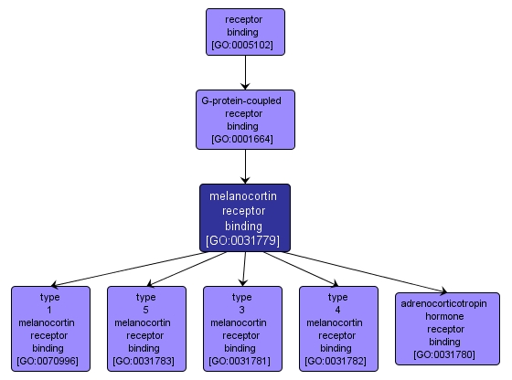 GO:0031779 - melanocortin receptor binding (interactive image map)