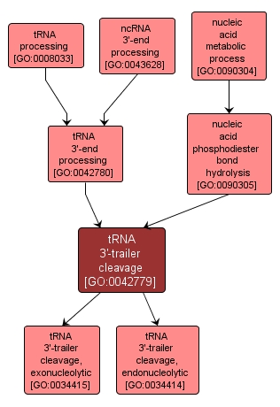 GO:0042779 - tRNA 3'-trailer cleavage (interactive image map)