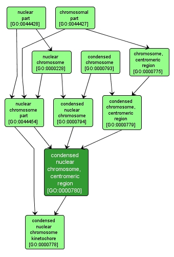 GO:0000780 - condensed nuclear chromosome, centromeric region (interactive image map)