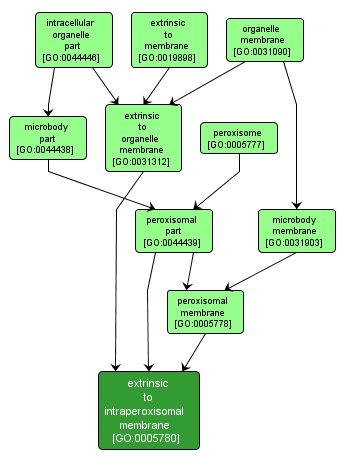 GO:0005780 - extrinsic to intraperoxisomal membrane (interactive image map)