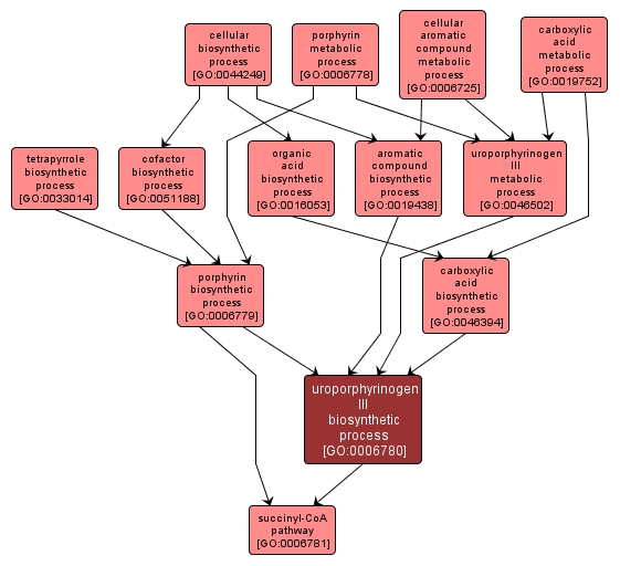 GO:0006780 - uroporphyrinogen III biosynthetic process (interactive image map)