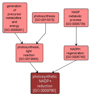 GO:0009780 - photosynthetic NADP+ reduction (interactive image map)