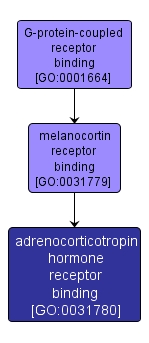 GO:0031780 - adrenocorticotropin hormone receptor binding (interactive image map)