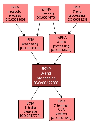 GO:0042780 - tRNA 3'-end processing (interactive image map)