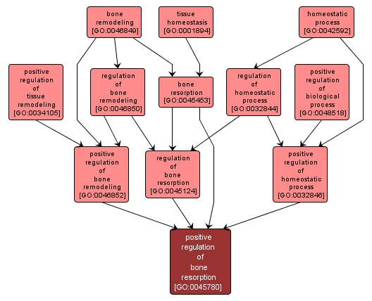 GO:0045780 - positive regulation of bone resorption (interactive image map)