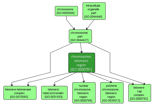 GO:0000781 - chromosome, telomeric region (interactive image map)