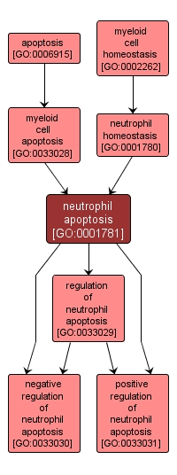 GO:0001781 - neutrophil apoptosis (interactive image map)