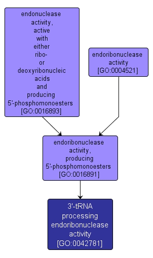 GO:0042781 - 3'-tRNA processing endoribonuclease activity (interactive image map)